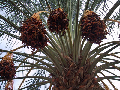 Medjool Dates Growing on a Date Palm